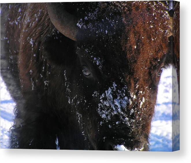 Bison Canvas Print featuring the photograph Belligerent Bison by Pat Moore