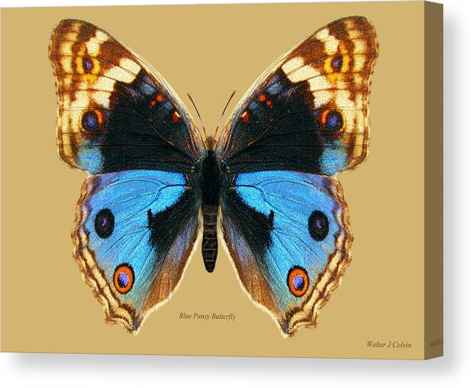 Blue Pansy Butterfly Canvas Print featuring the digital art Blue Pansy Butterfly by Walter Colvin