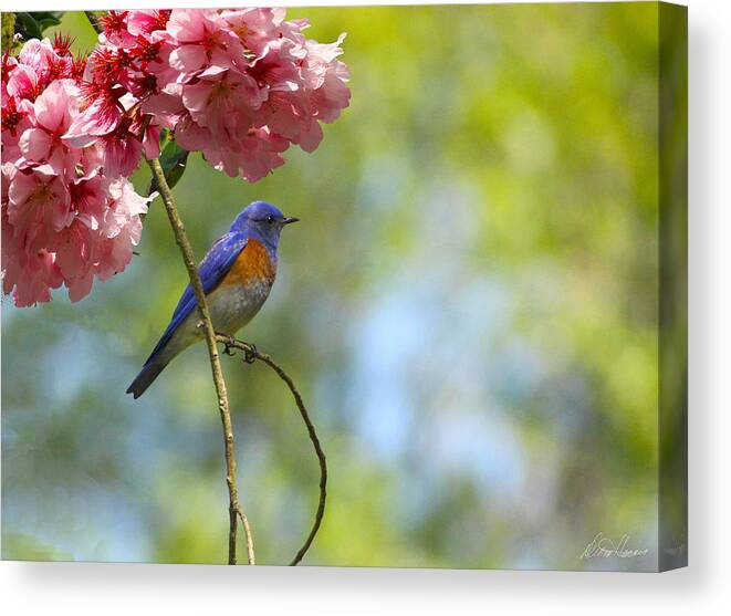 Bluebird Canvas Print featuring the photograph Bluebird in Cherry Tree by Diana Haronis