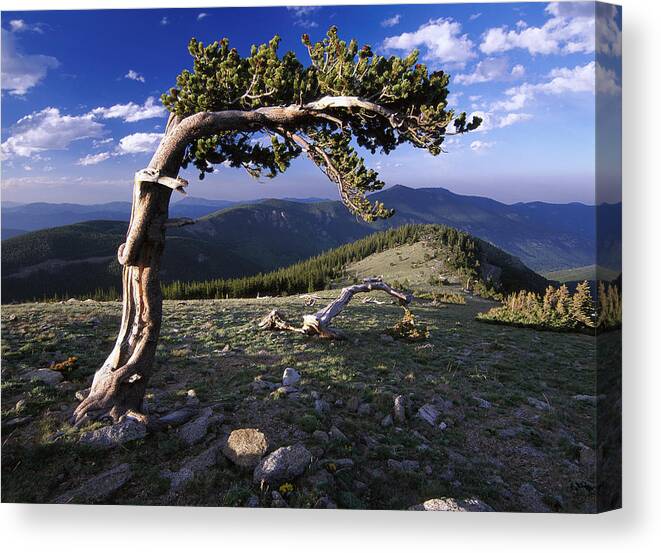00174844 Canvas Print featuring the photograph Bristlecone Pine Mt Evans Colorado by Tim Fitzharris