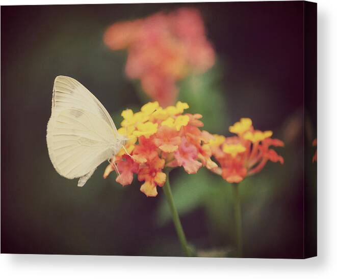 Butterfly Canvas Print featuring the photograph Captivating II by Robin Dickinson