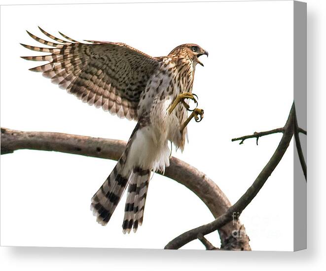 Bird Canvas Print featuring the photograph Coopers Hawk Landing by Jean A Chang