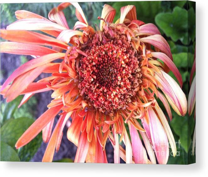 Red Flower Canvas Print featuring the photograph Daisy in the Wind by Vonda Lawson-Rosa