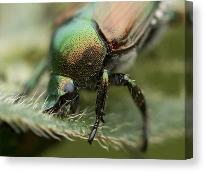 Japanese Beetle Canvas Print featuring the photograph Eating Machine by Dean Bennett