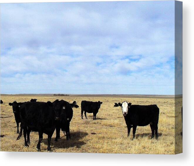 Cattle Canvas Print featuring the photograph Farm Friends by Clarice Lakota