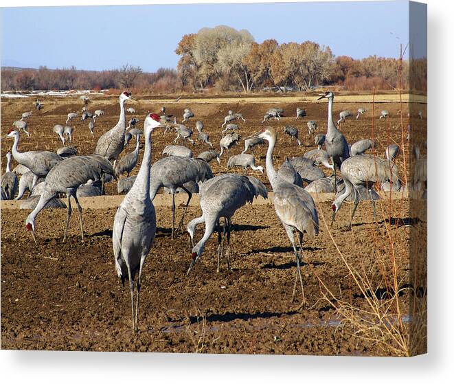 Birds Canvas Print featuring the photograph Feeding Time Bosque Del Apache by Kurt Van Wagner