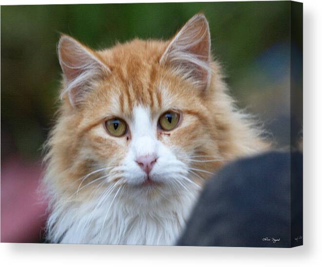 Cat Canvas Print featuring the photograph Fluffy Orange by Chriss Pagani