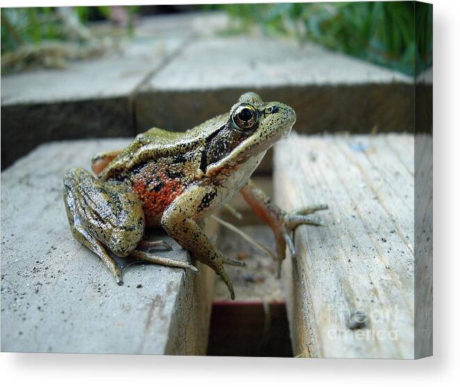 Frog Canvas Print featuring the photograph Frog by Sophia Petersen