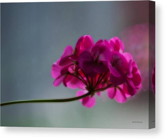 Flower Canvas Print featuring the photograph Geranium by Ed Peterson