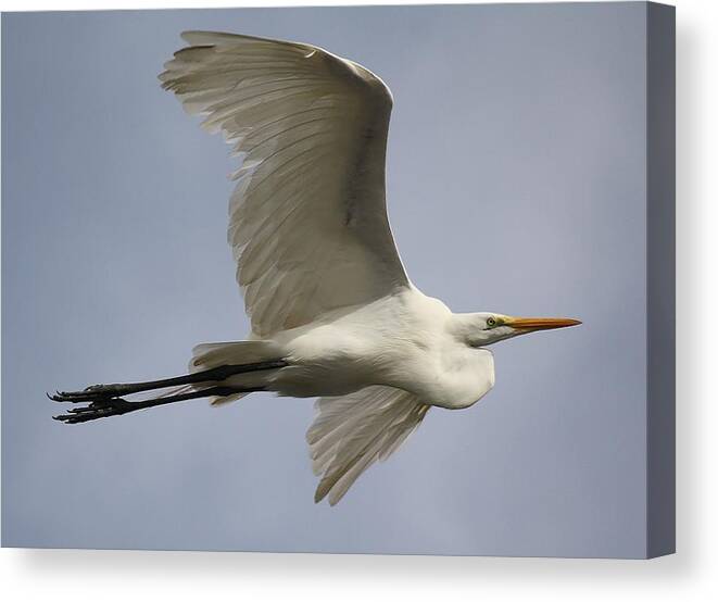 Great White Egret Canvas Print featuring the photograph Grace by Paulette Thomas