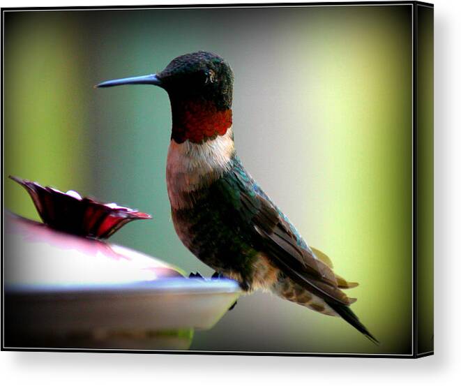 Nature Canvas Print featuring the photograph Hummingbird-Male by Katie OKeefe