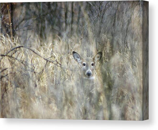 White Tailed Deer Canvas Print featuring the photograph Inconspicuous by Wade Clark