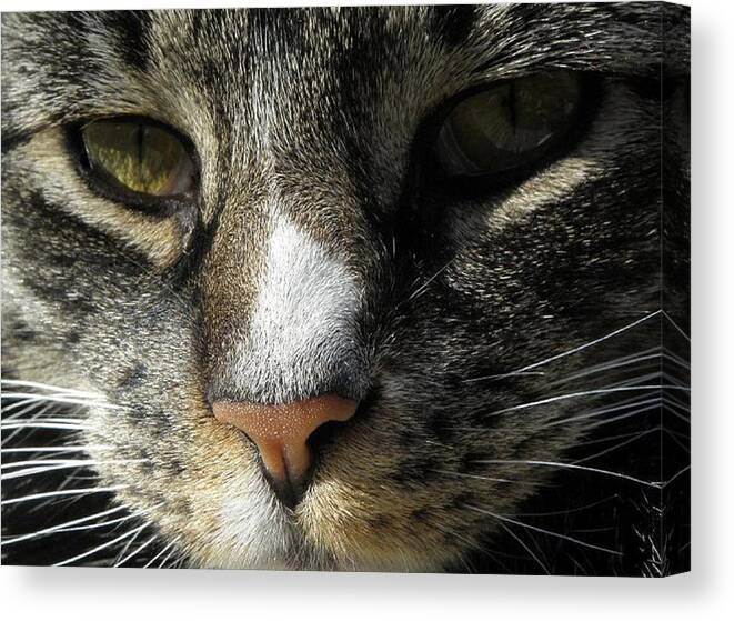 Cat Canvas Print featuring the photograph Innocence by Kim Galluzzo