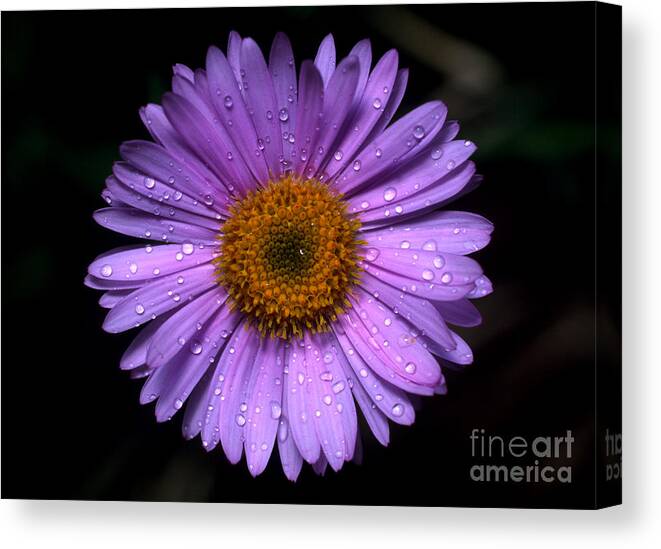 Subalpine Fleabane Canvas Print featuring the photograph Jasper - Subalpine Fleabane 1 by Terry Elniski