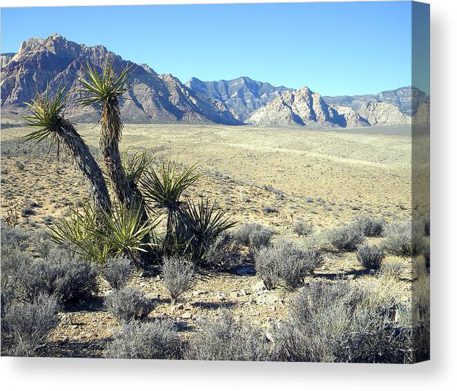Joshua Tree Canvas Print featuring the photograph Joshua Tree And Mount Wilson by Frank Wilson