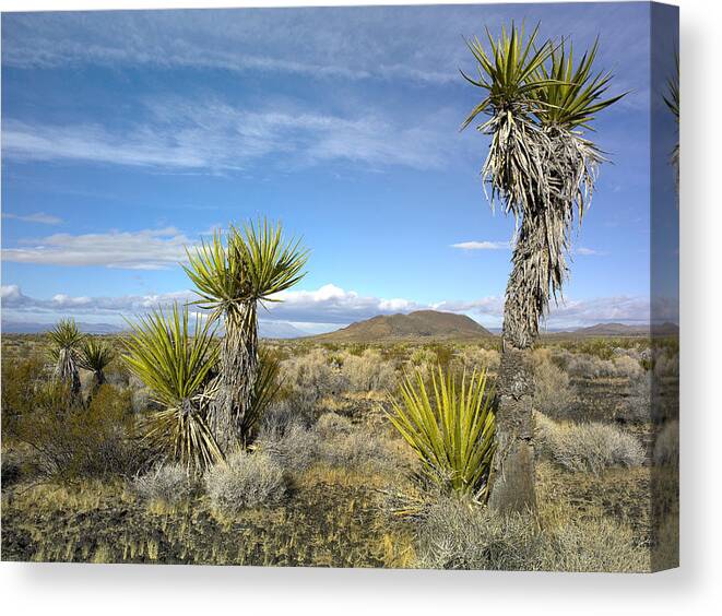 00175525 Canvas Print featuring the photograph Joshua Tree Cinder Cones And Other by Tim Fitzharris