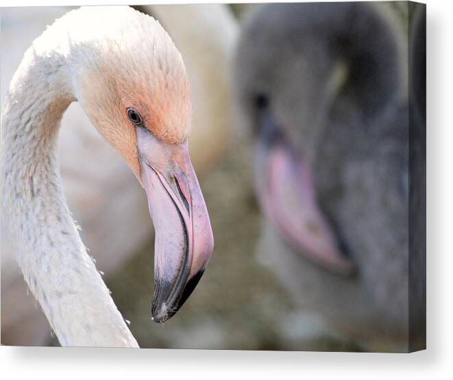 Chilean Flamingoes Canvas Print featuring the photograph Light And Gray by Fraida Gutovich