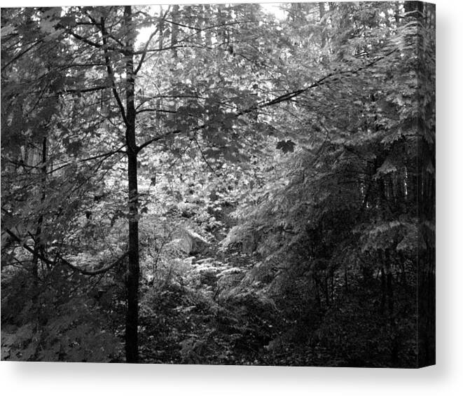 Woods Canvas Print featuring the photograph Light in The Woods by Kathleen Grace