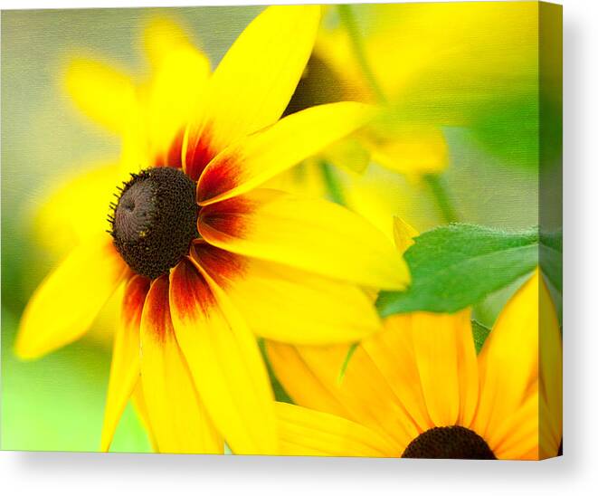 Daisies Canvas Print featuring the photograph Lovely Daisies by Tim Reaves