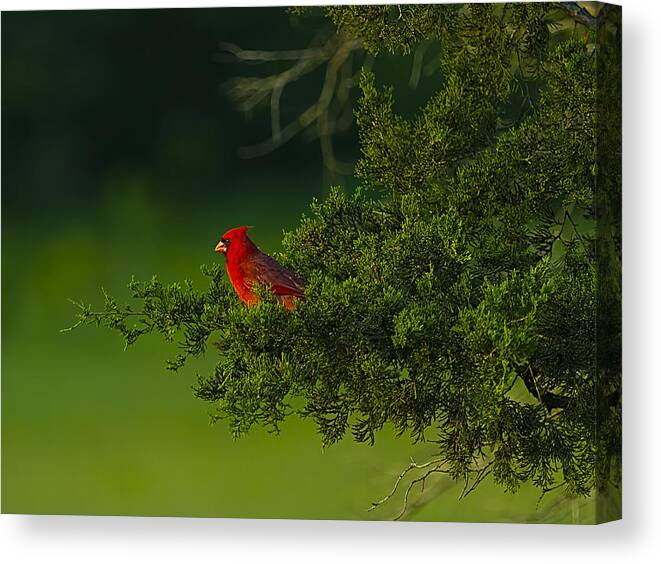 Male Cardinal Bird Canvas Print featuring the photograph Male Cardinal in Pine Tree by Linda Tiepelman