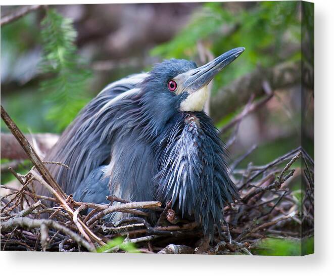 Wildlife Canvas Print featuring the photograph Motherhood by Kenneth Albin