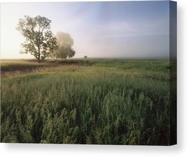 00174550 Canvas Print featuring the photograph Oak Trees Shrouded In Fog Tallgrass by Tim Fitzharris