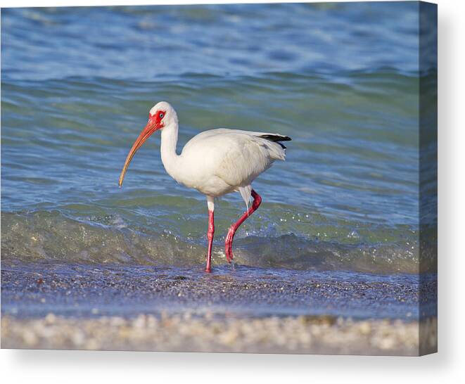 White Canvas Print featuring the photograph One Step at a Time by Betsy Knapp