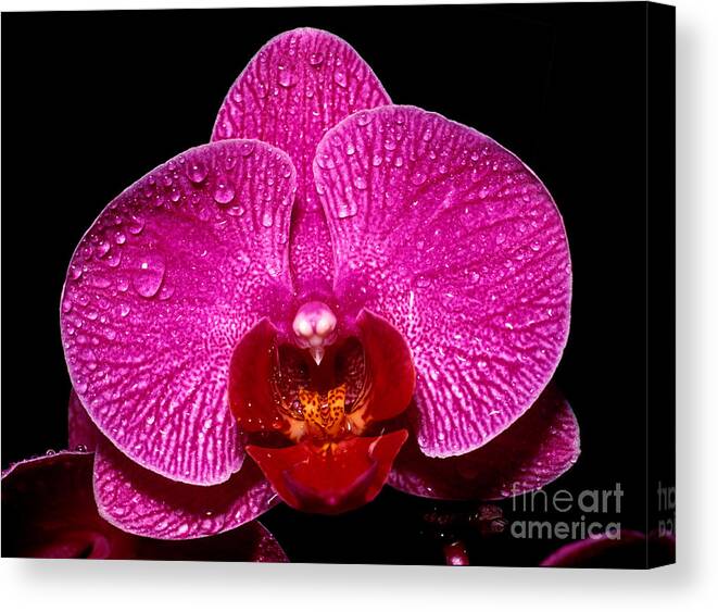 Orchid Canvas Print featuring the photograph Orchid 14 by Terry Elniski