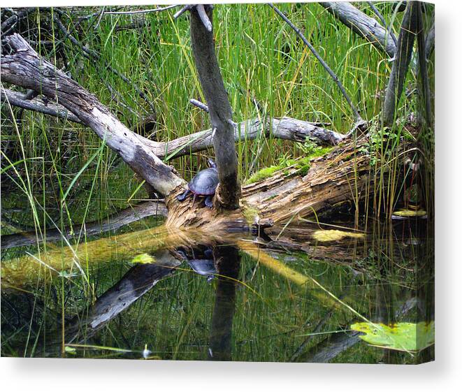 Painted Canvas Print featuring the mixed media Painted Turtle on the Little Ausable River by Bruce Ritchie