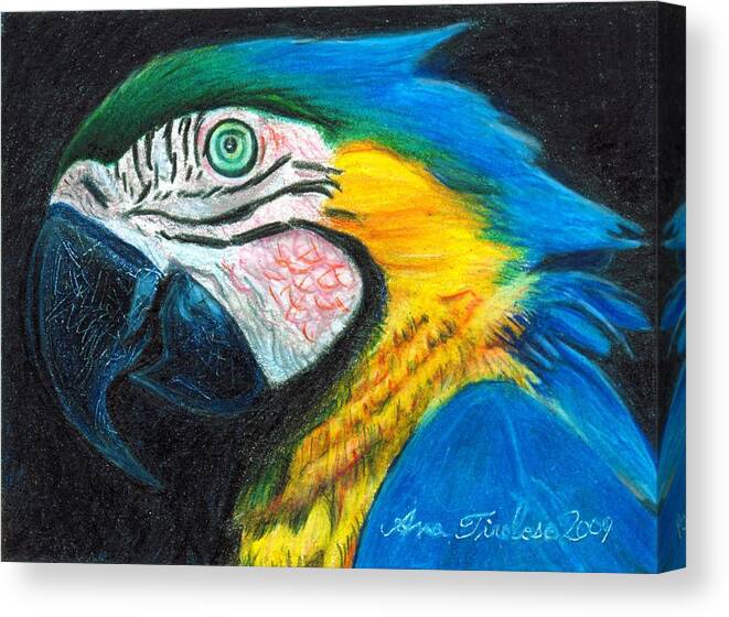 Parrot Canvas Print featuring the drawing Parrot Miniature by Ana Tirolese