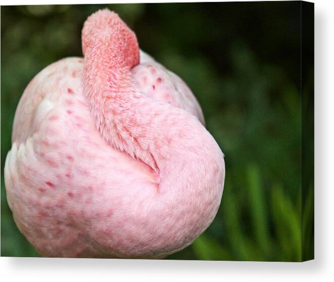 Flamingo Canvas Print featuring the photograph Pink Dreams by Elizabeth Hart
