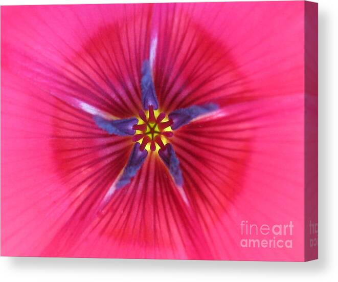 Flower Canvas Print featuring the photograph Potential Photography by Tina Marie
