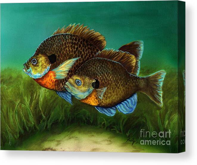 Bluegills Canvas Print featuring the painting Pretty Little Panfish by Kathleen Kelly Thompson