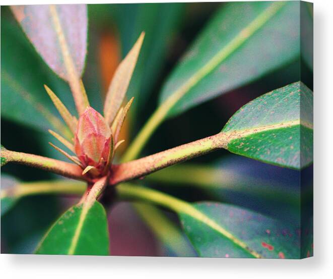 Rosebay Canvas Print featuring the photograph Rosebay Rhododendron Bud by Susie Weaver