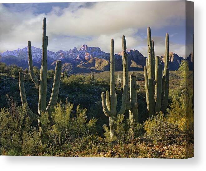 00176715 Canvas Print featuring the photograph Saguaro Cacti And Santa Catalina by Tim Fitzharris