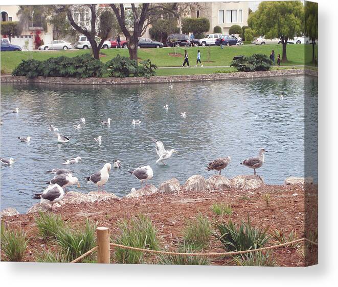 Palace Of Fine Arts Theatre San Francisco Canvas Print featuring the photograph Seagull community at Palace of Fine Arts theatre San Francisco No one by Hiroko Sakai