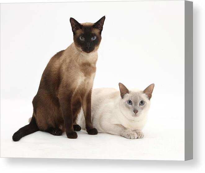 Siamese Canvas Print featuring the photograph Siamese Cats by Mark Taylor