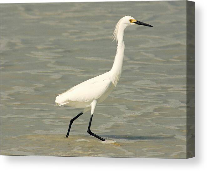 Snowy Egret Canvas Print featuring the photograph Snowy Egret by Cindy Haggerty