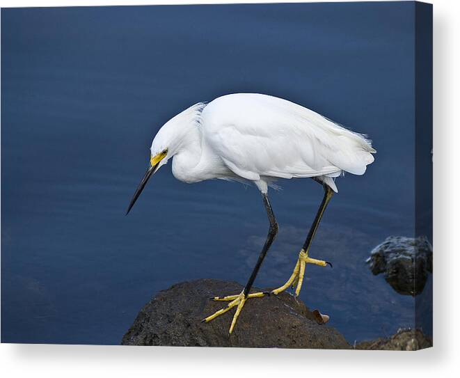 Snowy Canvas Print featuring the photograph Snowy Egret by Rick Hartigan