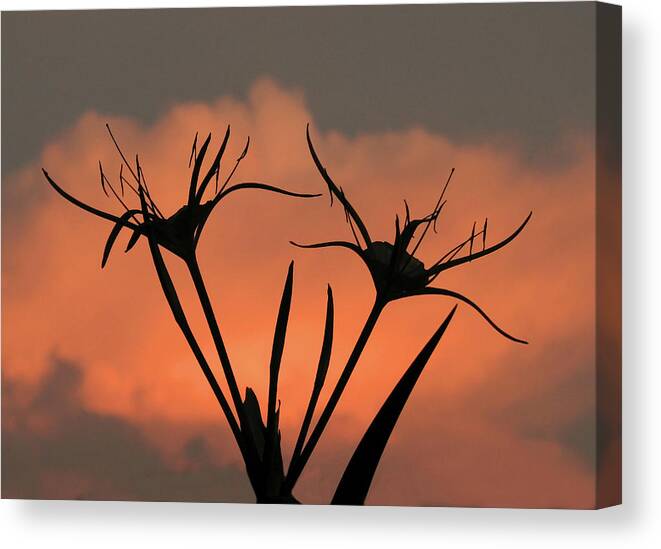 Nature Canvas Print featuring the photograph Spider Lilies at Sunset by Peggy Urban