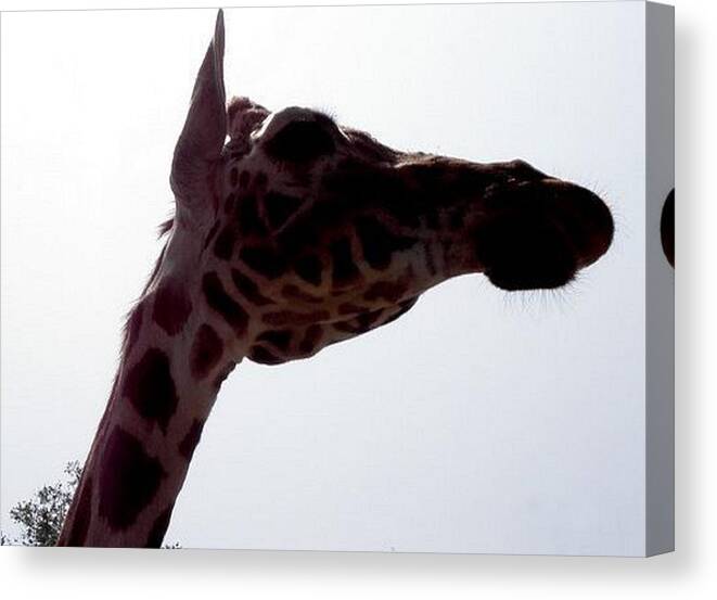 Giraffe Canvas Print featuring the photograph Stretch by Kim Galluzzo Wozniak