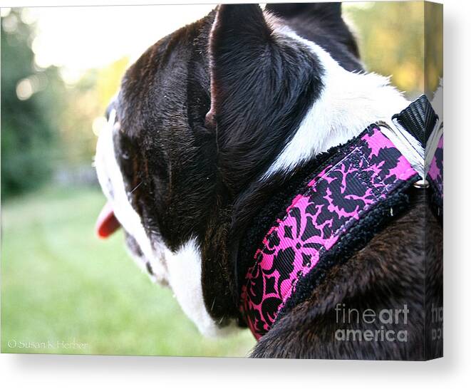 Dog Canvas Print featuring the photograph Summer Wear by Susan Herber