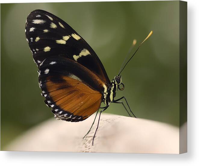 Yellow Canvas Print featuring the photograph Tiger Longwing Profile by Bill and Linda Tiepelman