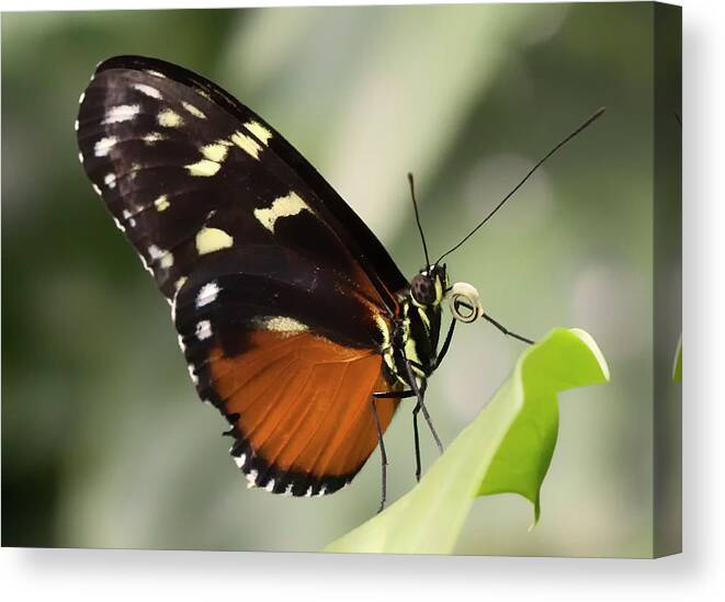 Butterfly Canvas Print featuring the photograph Tiger Longwing Up Close by Bill and Linda Tiepelman