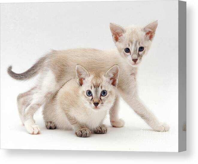 White Background Canvas Print featuring the photograph Tonkinese Kittens by Jane Burton