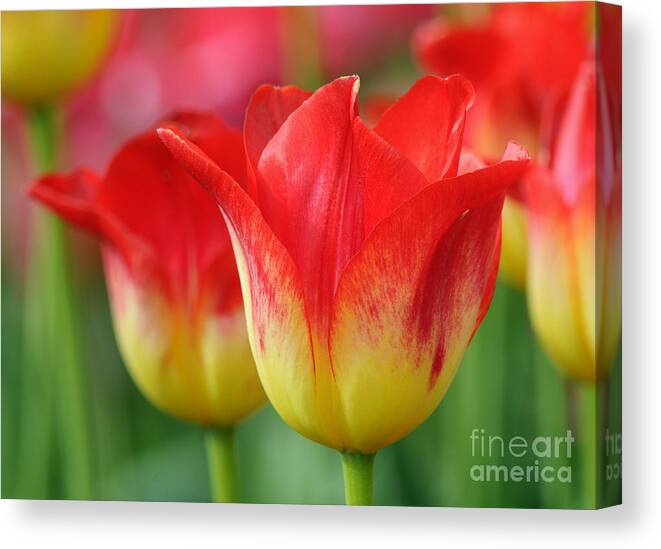 Tulips Canvas Print featuring the photograph Tulips Up Close by Vivian Christopher