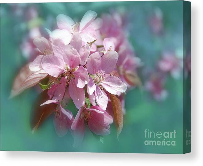 Seasonal Canvas Print featuring the photograph Spring Cherry Blossoms by Elaine Manley