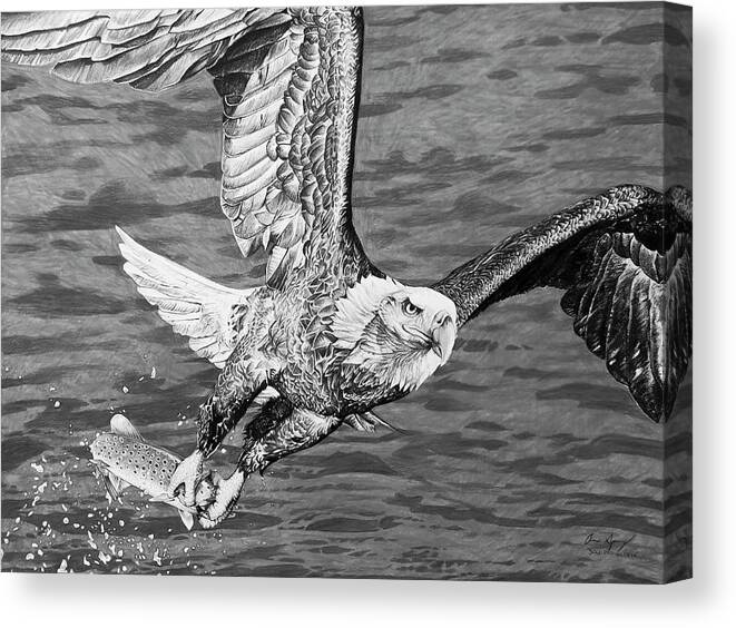 Bald Eagle Canvas Print featuring the drawing Bald Eagle Fishing #1 by Aaron Spong