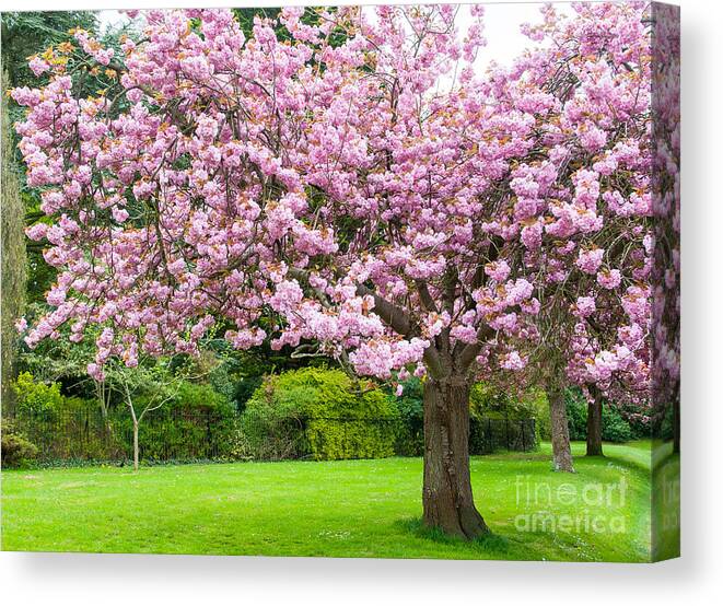 Victoria Park Canvas Print featuring the photograph Cherry blossom tree #1 by Colin Rayner