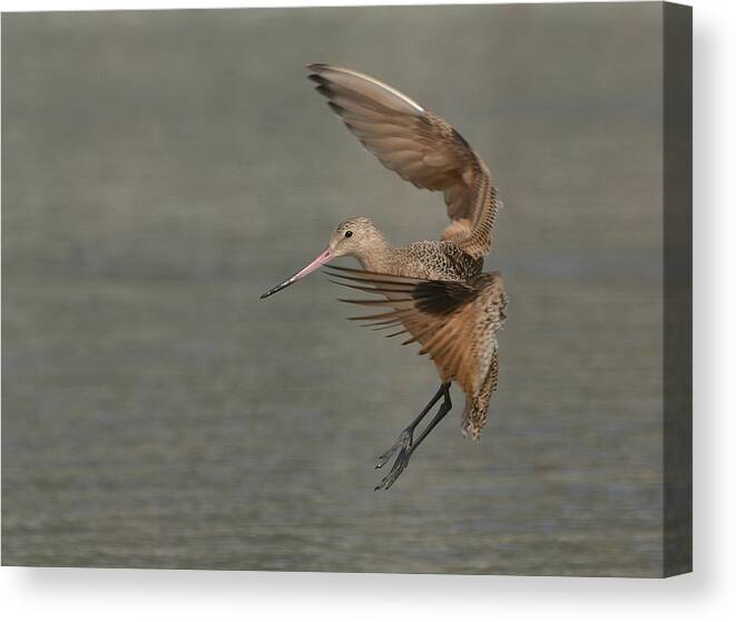 Godwit Canvas Print featuring the photograph Freeze Frame #1 by Fraida Gutovich